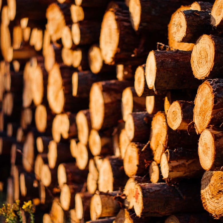 wood-sun-forest-evening-7557